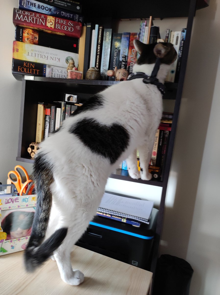 TitoYPacho's tweet photo. I have chosen a new book hooman.... 1984 it is! I don't know why you hoomans write about dystopian worlds if you live in one... 🤔 Let's see if this Orwell writes a good book. #CatsOfTwitter #Cats #TwitterCatCommunity https://t.co/7S8VlHlGB8