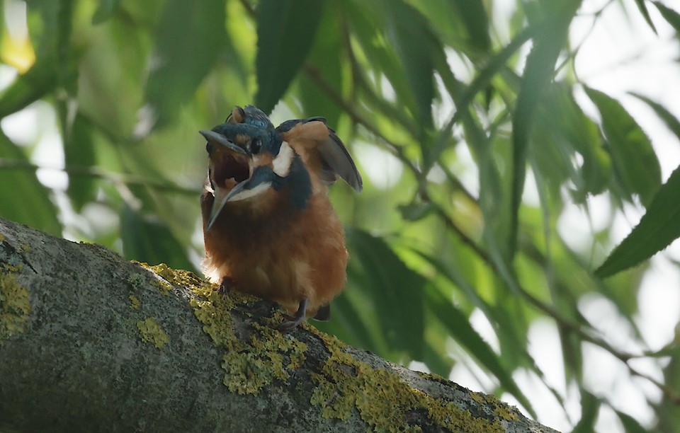 FilmsWild's tweet photo. One-to-One, 2 and 4 day wildlife filmmaking courses on the Somerset Levels. Check the website for more information https://t.co/N3jeSYi4lo
#wildlifefilmmaking #wildlifephotography #somersetlevels #kingfishers https://t.co/2NMw9FVFNV