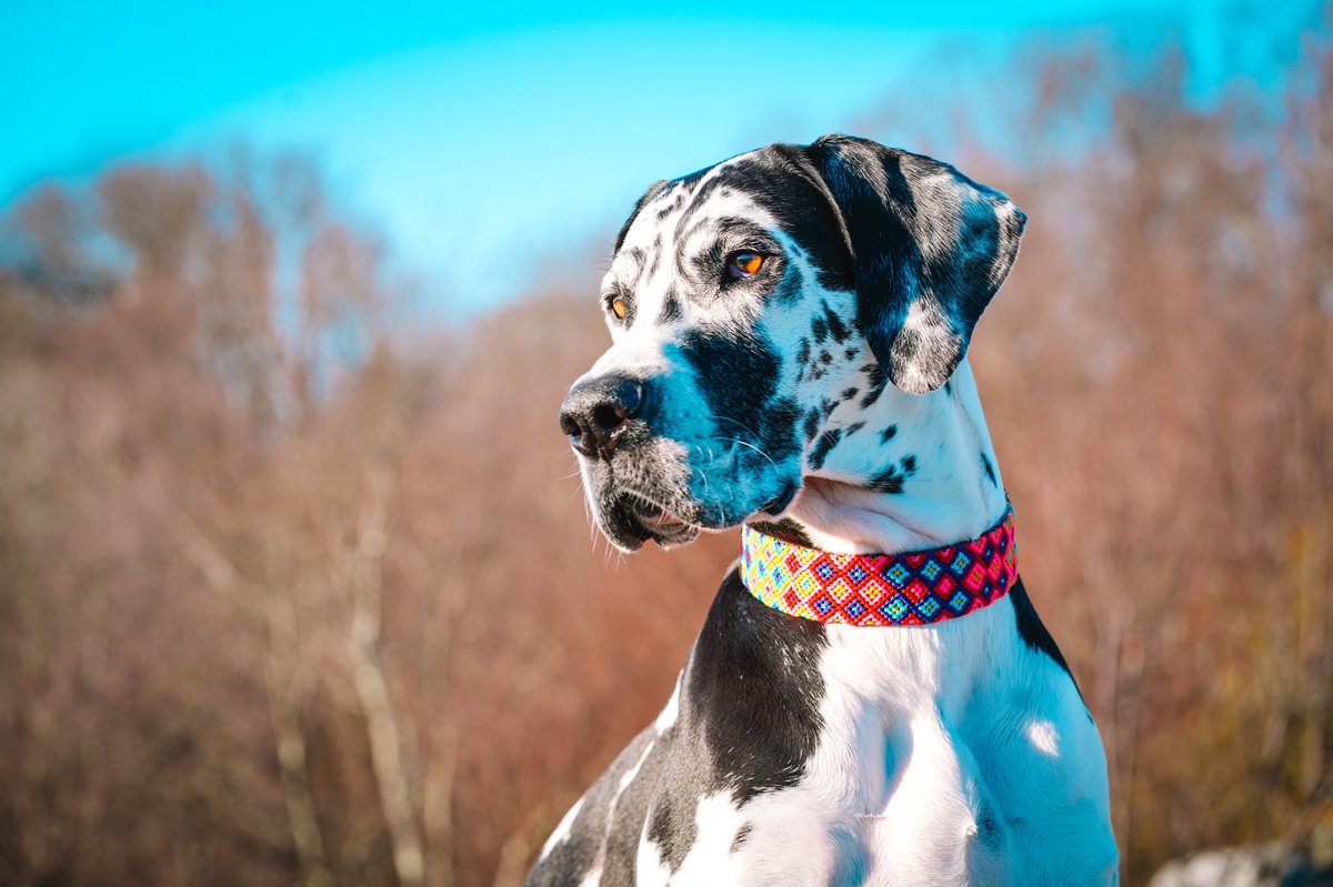 Chloe and Diesel tweet media