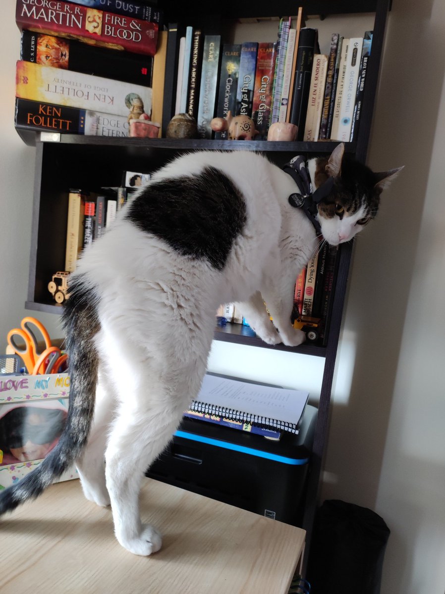 TitoYPacho's tweet photo. I have chosen a new book hooman... 1984 it is! I don't know why you hoomans write about dystopian 🌎 if you live in one. 🤔 Let's see if this Orwell writes a good book... #CatsOfTwitter #Cats #TwitterCatCommunity https://t.co/e8CilBPiUf