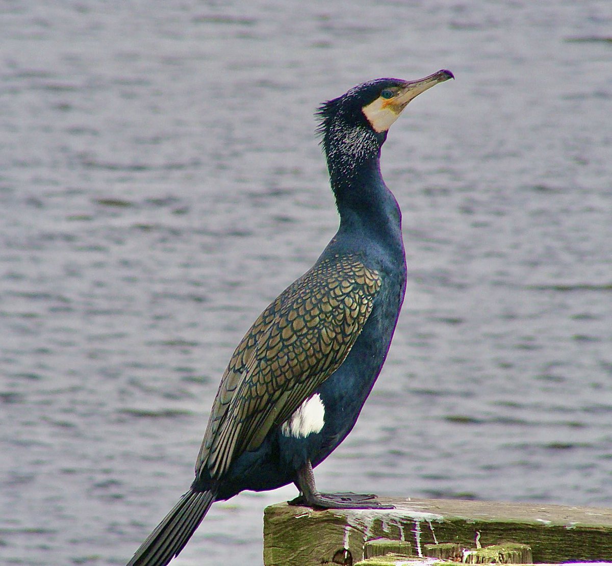 Beautiful cormorant at the back of the life boat - North Shields today.