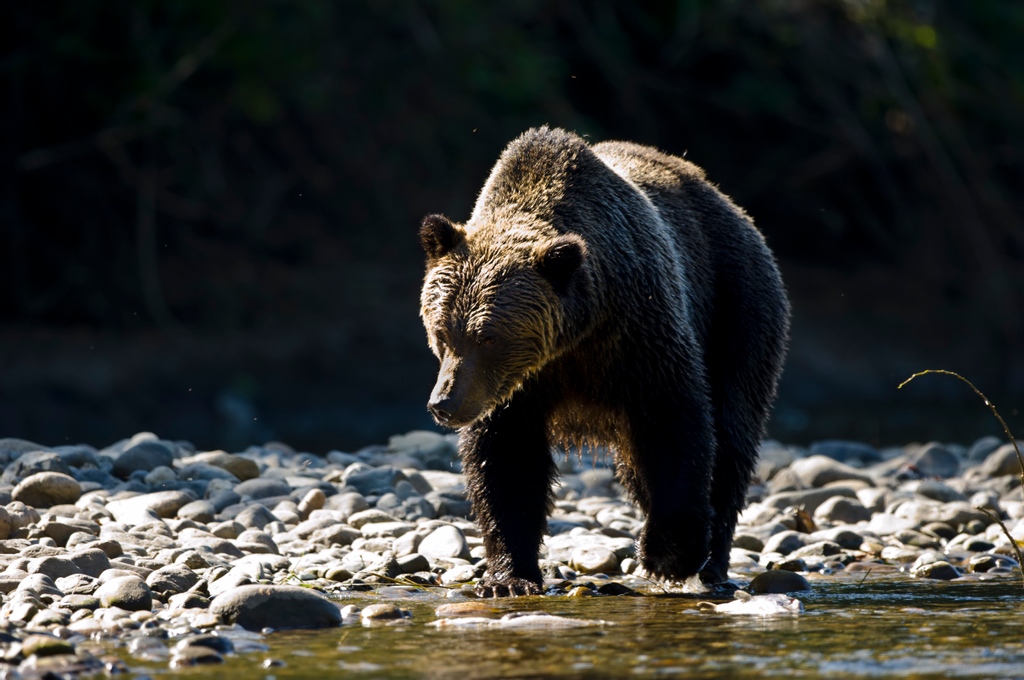 Did you know that The Great Bear Rainforest is the last &amp; largest tract of intact coastal temperate rainforest on Earth? 

It's home to an abundance of animals including majestic species such as the iconic Grizzly Bear.

📸<a href="/Nick/">Nick</a> Garbutt

#Grizzlybear #GreatBearRainforest #hikebc