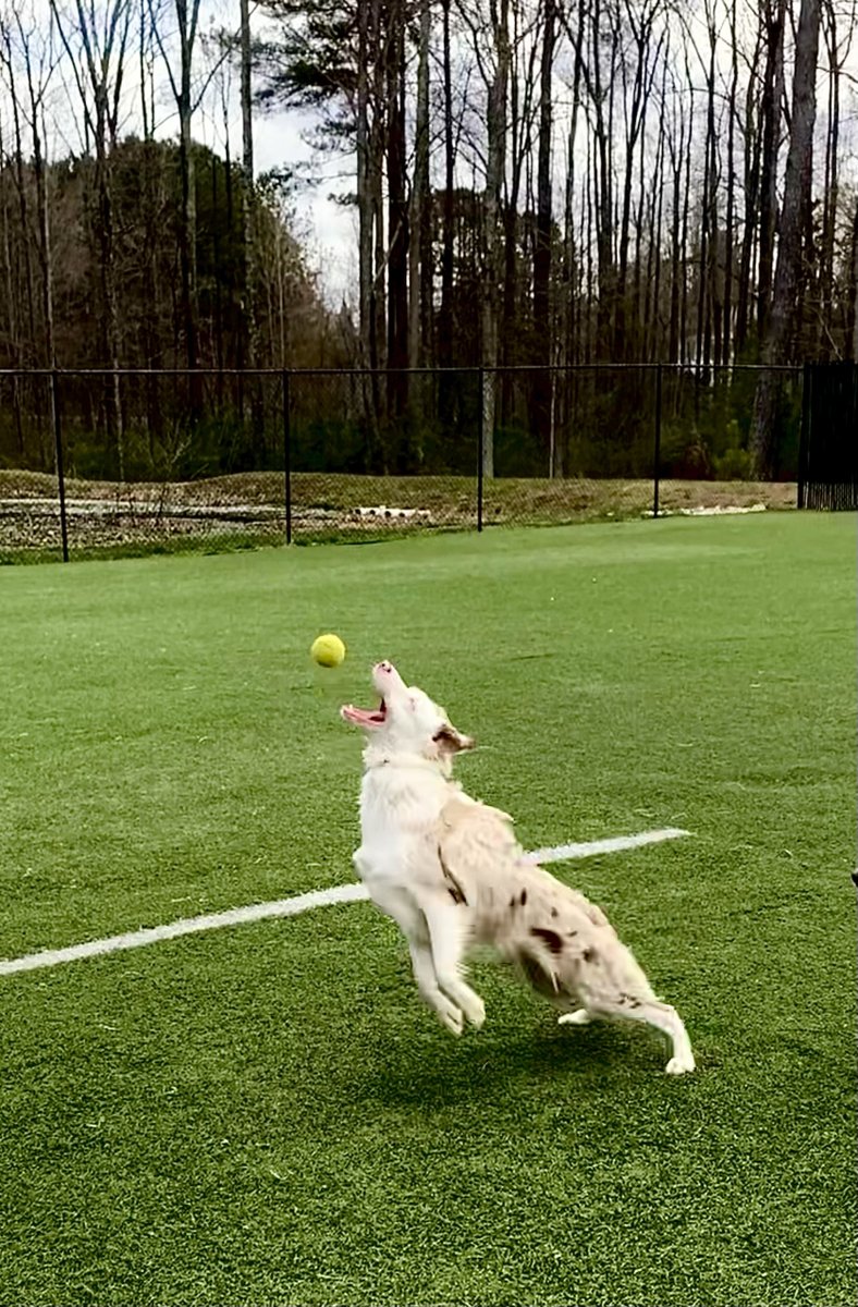 bing_lodge's tweet photo. This lovely weather has us JUMPING for joy! https://t.co/77qUhbjf2L