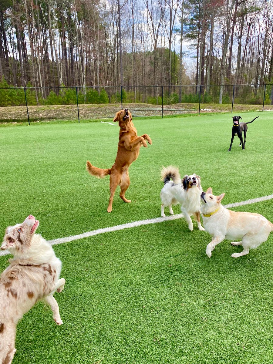 bing_lodge's tweet photo. This lovely weather has us JUMPING for joy! https://t.co/77qUhbjf2L
