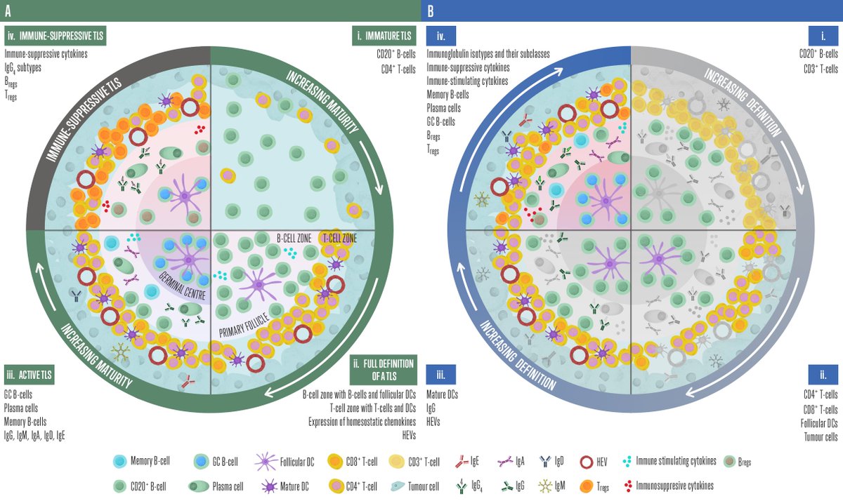 chloebrodgers's tweet photo. I'm super excited to share my newly published (and first ever) review paper on the different roles of B-cells in Melanoma. It's been a long time in the making with @antoniagage. It's also very cool to see my Figures published online! #thinkuhi

https://t.co/yBGxa1jiPy https://t.co/0FCMTBBRJY