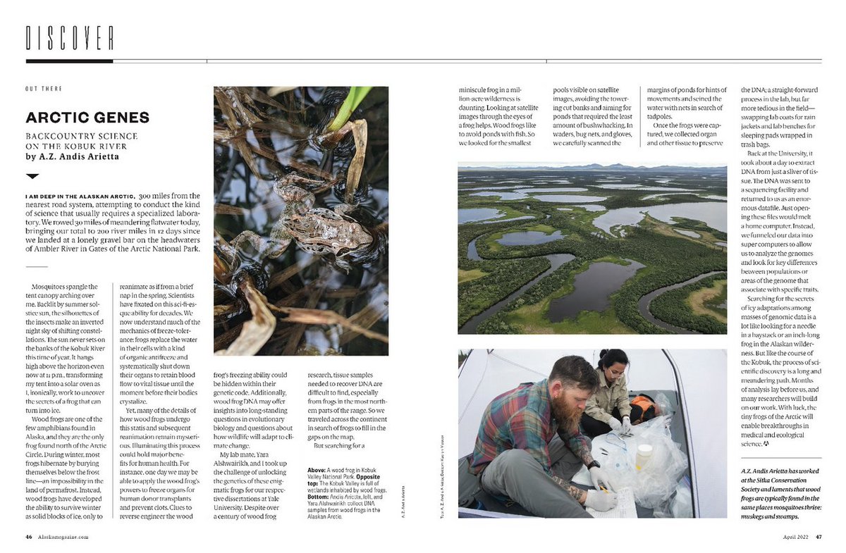 A. Z. Andis Arietta, PhD (@azandisarietta) on Twitter photo I just got my copy of the April issue of <a href="/AlaskaMagazine/">Alaska magazine</a> featuring a story I wrote about our epic wood frog collection trip from last summer (see illustrated thread of our trip below) with @sciencebysam & <a href="/kaylynmesser/">Kaylyn Messer</a>. I just got my copy of the April issue of <a href="/AlaskaMagazine/">Alaska magazine</a> featuring a story I wrote about our epic wood frog collection trip from last summer (see illustrated thread of our trip below) with @sciencebysam & <a href="/kaylynmesser/">Kaylyn Messer</a>.
