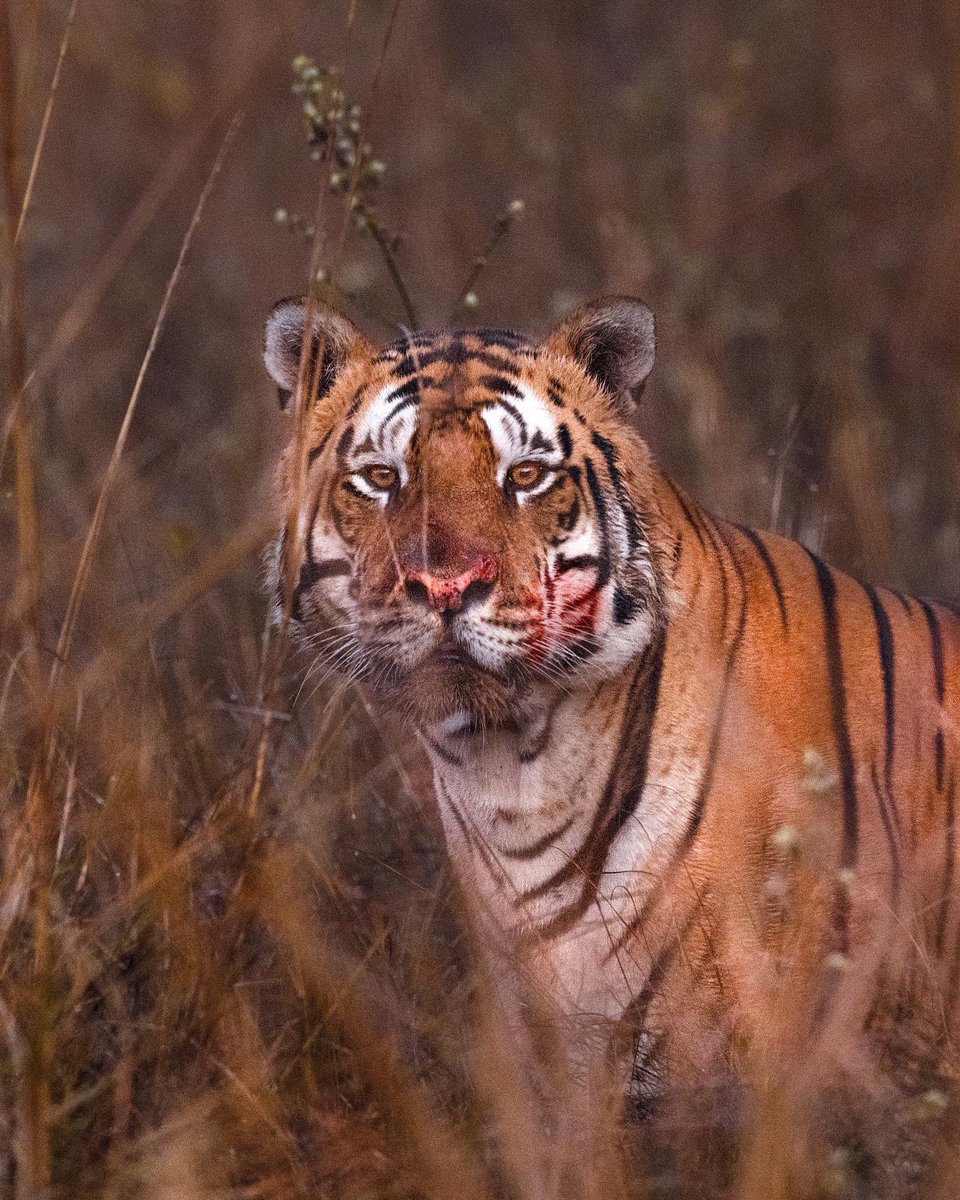 itsmesubhash's tweet photo. Gm all - If looks could Kill 😊 https://t.co/SZzCG13wrN