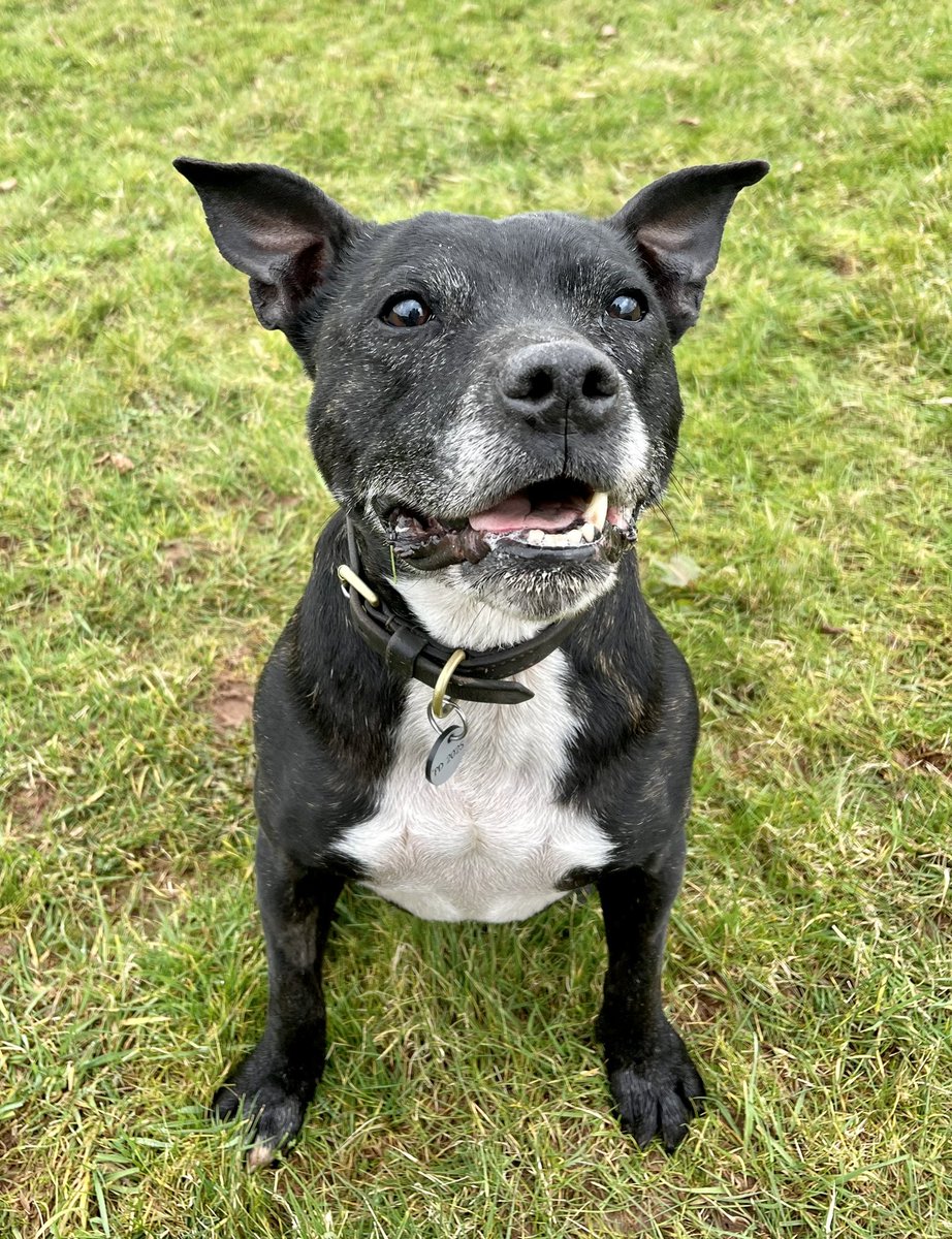 RPD2025STELLA's tweet photo. I’ve had a great day at home with my friends I enjoyed both my walks 🐾🐾 #RescueDog #staffie #DogsofTwittter https://t.co/lt9hYPfAvQ