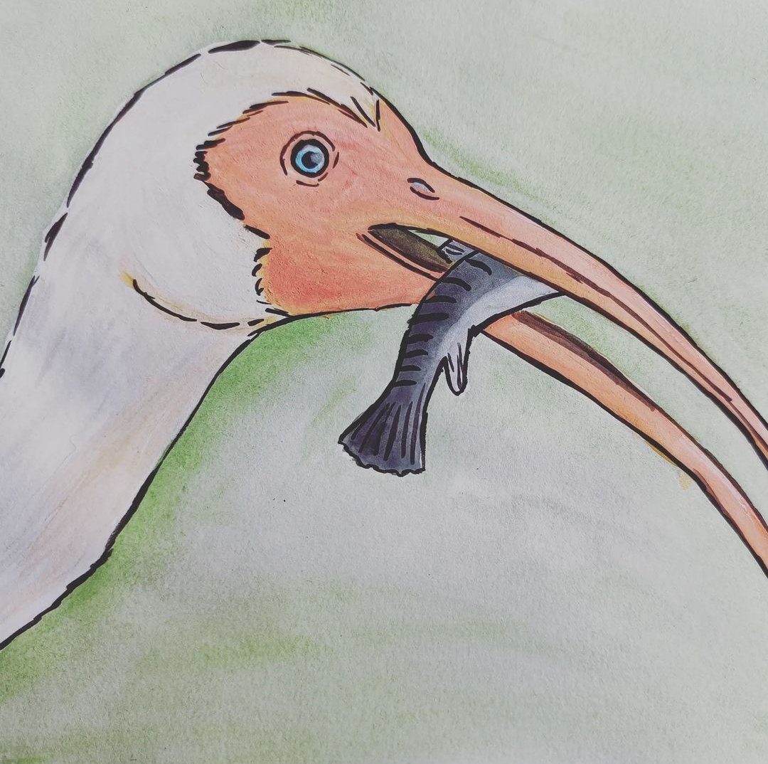 Birbfest 28: White Ibis

instagram.com/p/Cayult2onmw/…
#birds #nature #artmoots #Watercolour