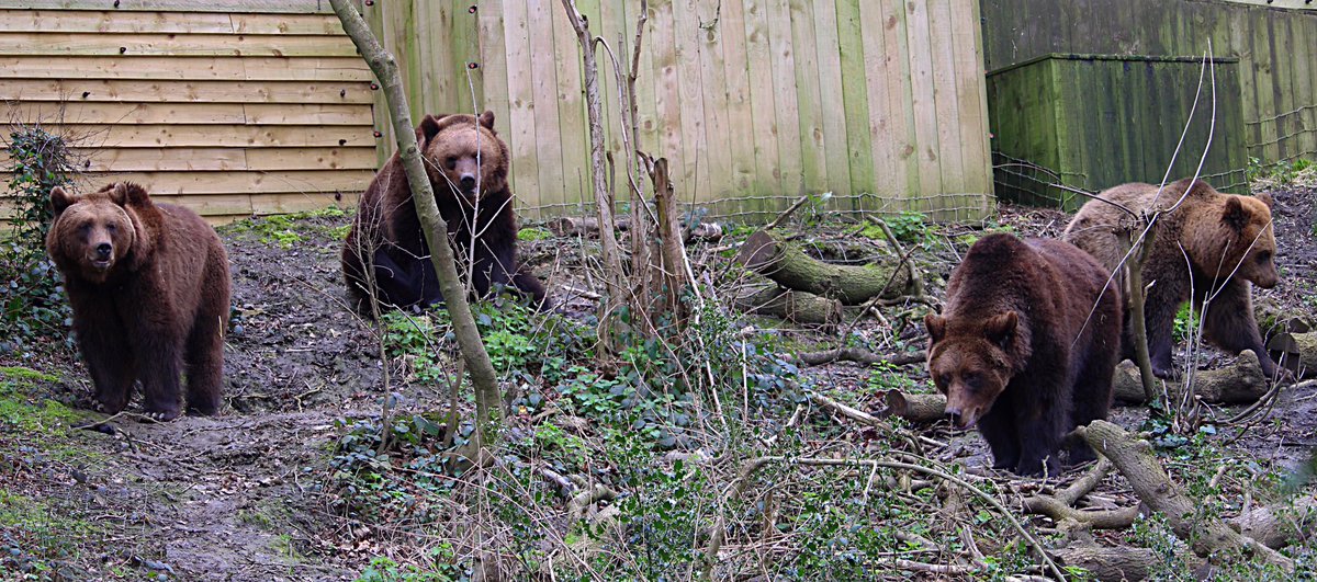 MusicPlayeur's tweet photo. #bears out of #hibernation #wildplaceproject #bearwood #wildlifephotography @wild_place https://t.co/9iZbxhLkx6