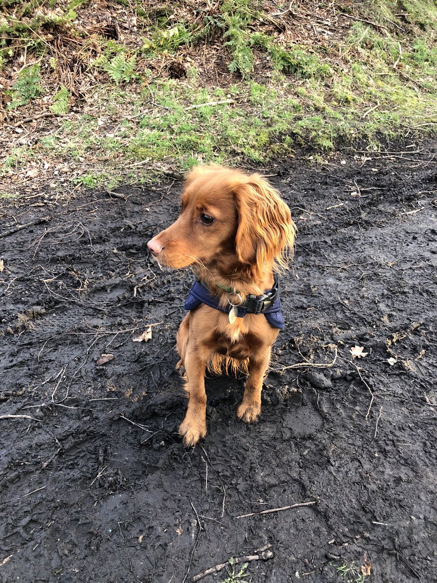 dtate_2002's tweet photo. Enjoying an evening walk with little legs 🐶 🐾 

#sunset #dogs #DogsofTwittter #MondayMood #outdoors #puppytraining #offthelead #walkies #dogslife #MondayMotivation https://t.co/1txi4czNvH