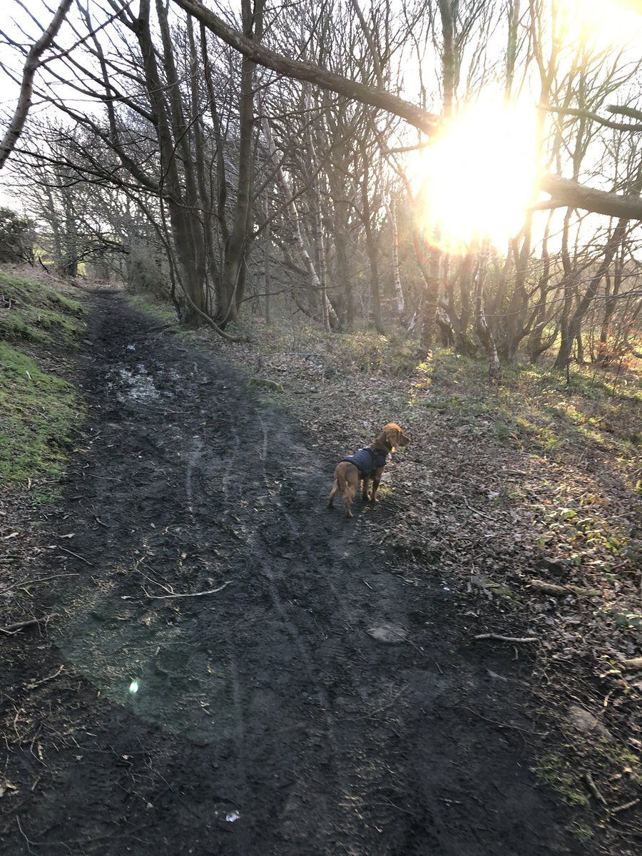 dtate_2002's tweet photo. Enjoying an evening walk with little legs 🐶 🐾 

#sunset #dogs #DogsofTwittter #MondayMood #outdoors #puppytraining #offthelead #walkies #dogslife #MondayMotivation https://t.co/1txi4czNvH