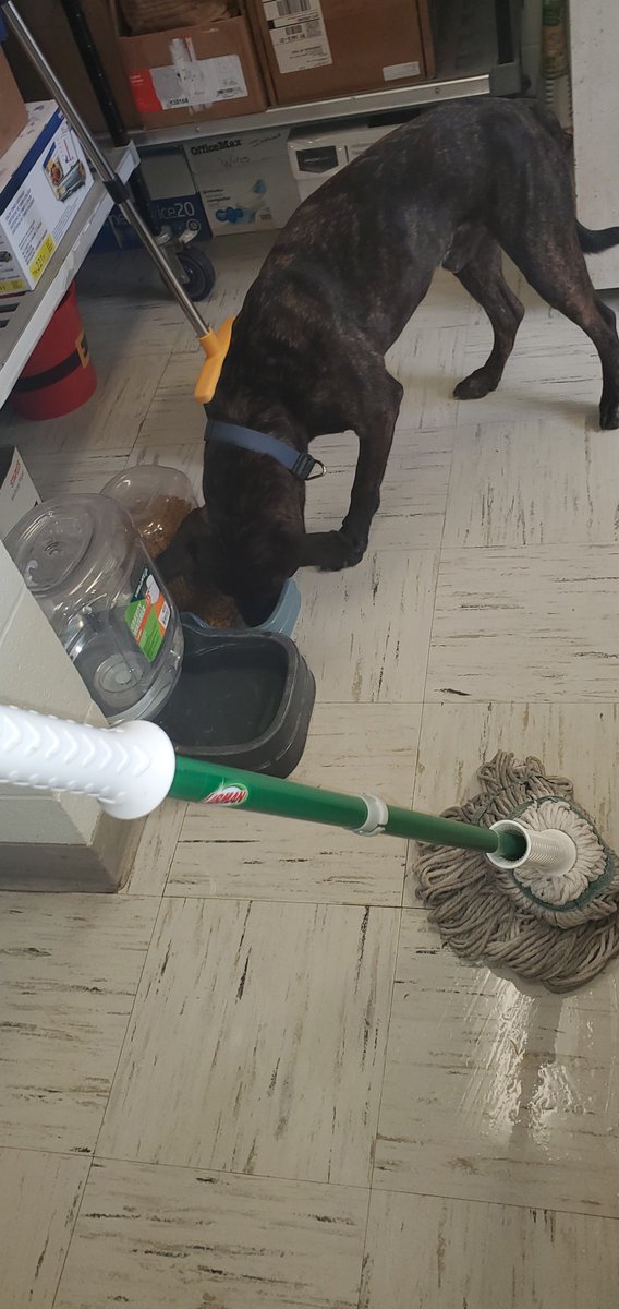 MrsTFranz's tweet photo. I’m grateful to work with such a great group of CA Future Business Leaders. FBLA prepares students to become community-minded business leaders in a global society. This weekend my FBLA Club showed community leadership by volunteering to clean at Ontario County Humane Society. https://t.co/g91jVe3L2R