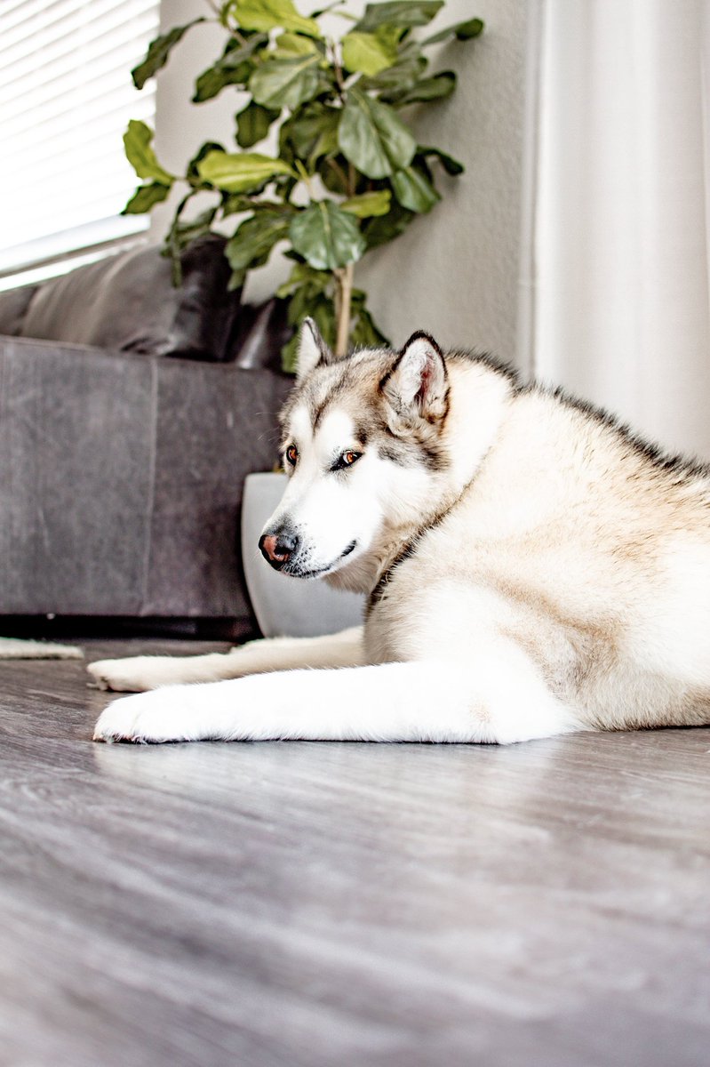 The Hull Pack tweet media