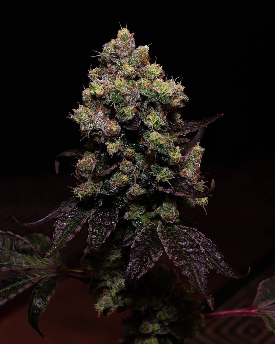 WeedGolD tweet media