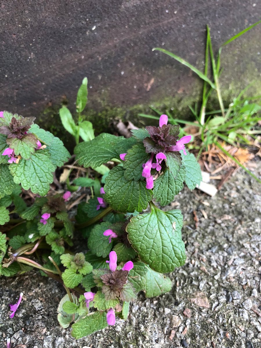 HadynRMurray's tweet photo. Lovely little red dead-nettle (Lamium purpureum) found yesterday growing on a bridge 
🌉 🌱 https://t.co/Ll3ggaGUrT