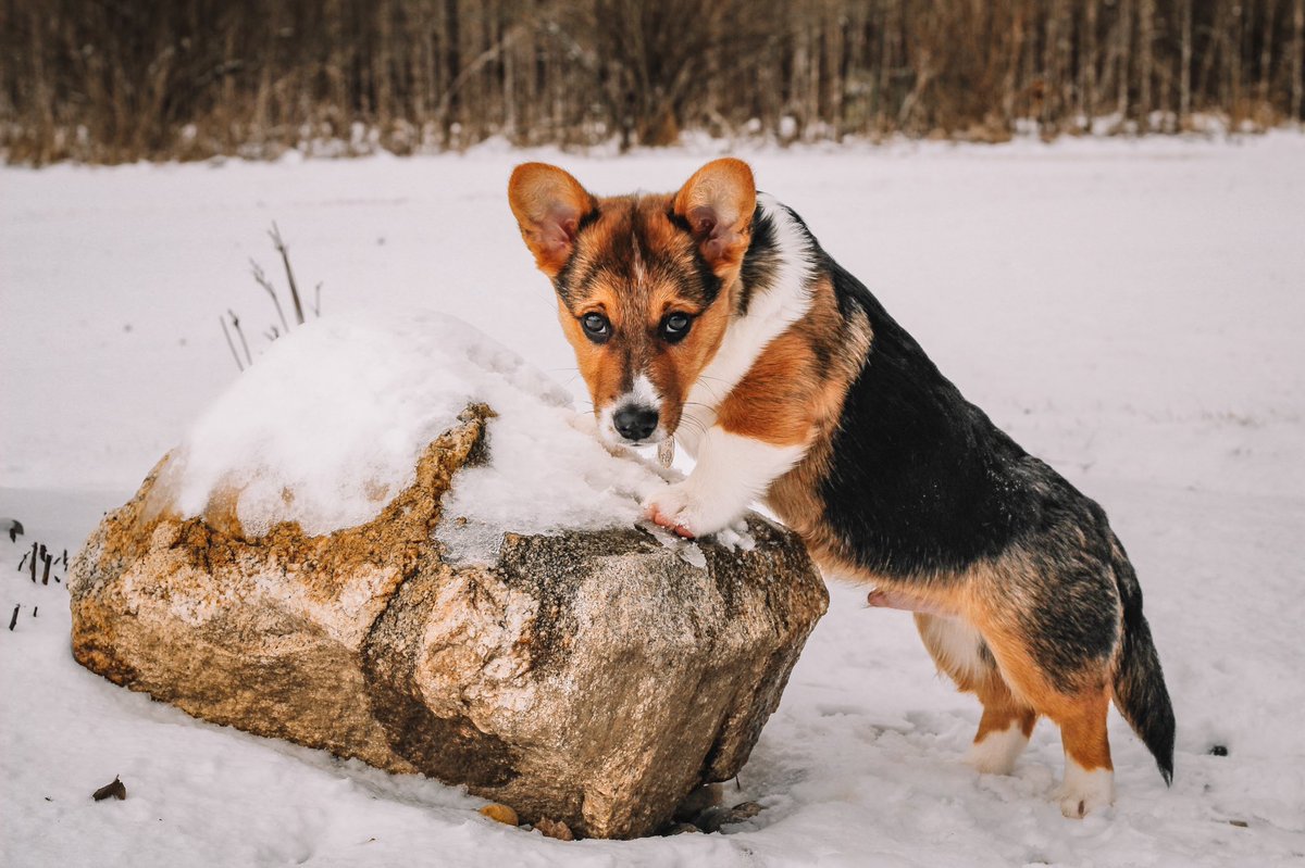 Happy Monday! #monday #dogsoftwitter #twitterdogcommunity  #corgipuppy