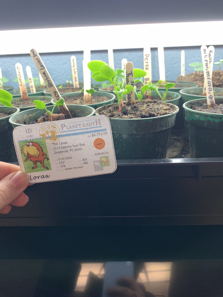 EmmaLabiszak's tweet photo. These plants need nutritional soil and light in order to live! The right amount of lime stone and peat moss help with their rapid growth @franklinlorax #apesland https://t.co/2MlXplTJV3