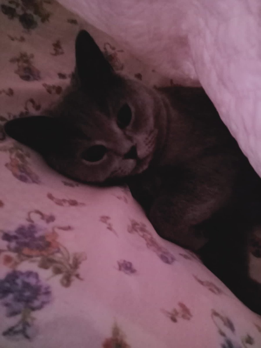 Alice96944707's tweet photo. Коротко о моем сыне🥰 https://t.co/nDb9dC9NFQ