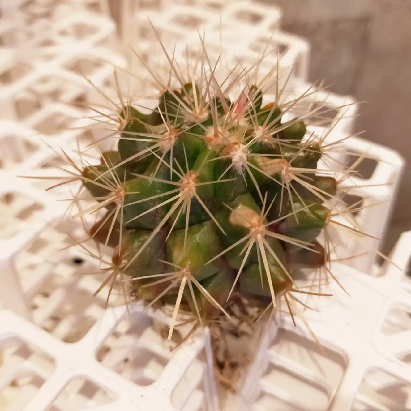 ハードケン 日焼けはするわ黒っぽくなるわでどうにも金鯱の調子がよろしくない 鉢から引き抜いてみると根はそんなに悪い状態ではなさそうだけど そもそも根が少ない気がする いじりすぎ 分からなすぎるので思い切ってこのまま放置して乾燥させて