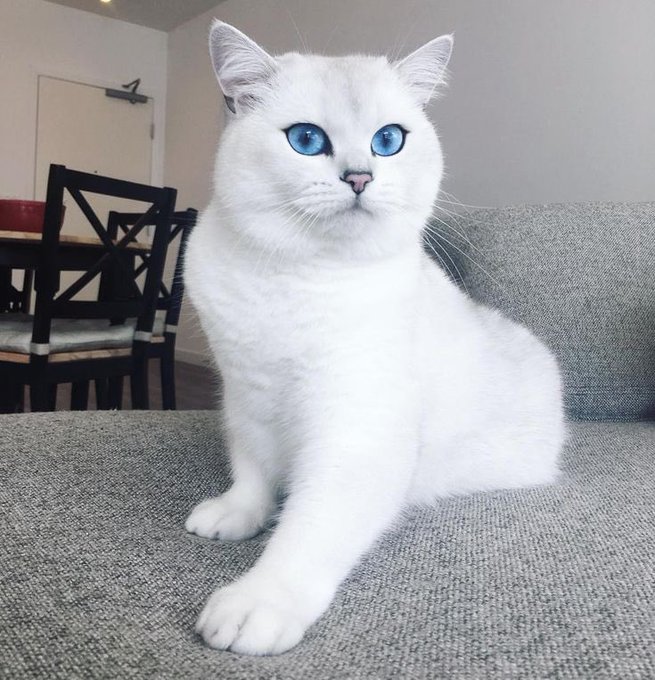 британская короткошерстная кошка белая. британская прямоухая белая. британская шиншилла белая. белая британская шиншилла коби. кот британец белый.