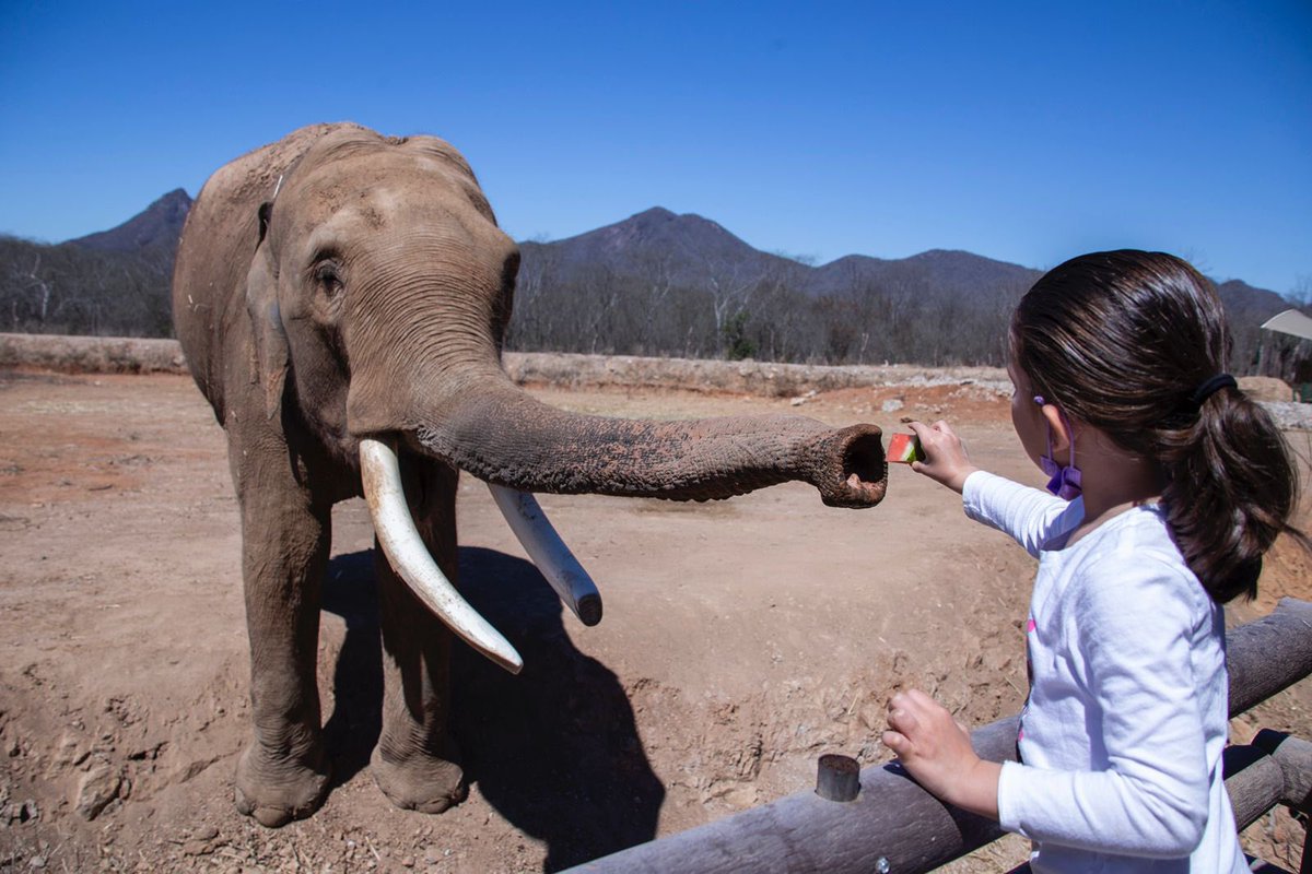 Ayer visitamos el <a href="/OstokSanctuary1/">Ostok sanctuary</a> y aprovechamos para liberar al búho que nos encontramos hace unos días en las oficinas de <a href="/sebidesinaloa/">SEBIDES Sinaloa</a>. 

Gracias al <a href="/ZooCuliacan/">Zoo Culiacán</a> por la asesoría y atenciones.

¡Preservar la fauna de nuestro estado es una prioridad para el <a href="/sinaloagobmx/">Gobierno del Estado de Sinaloa</a>!