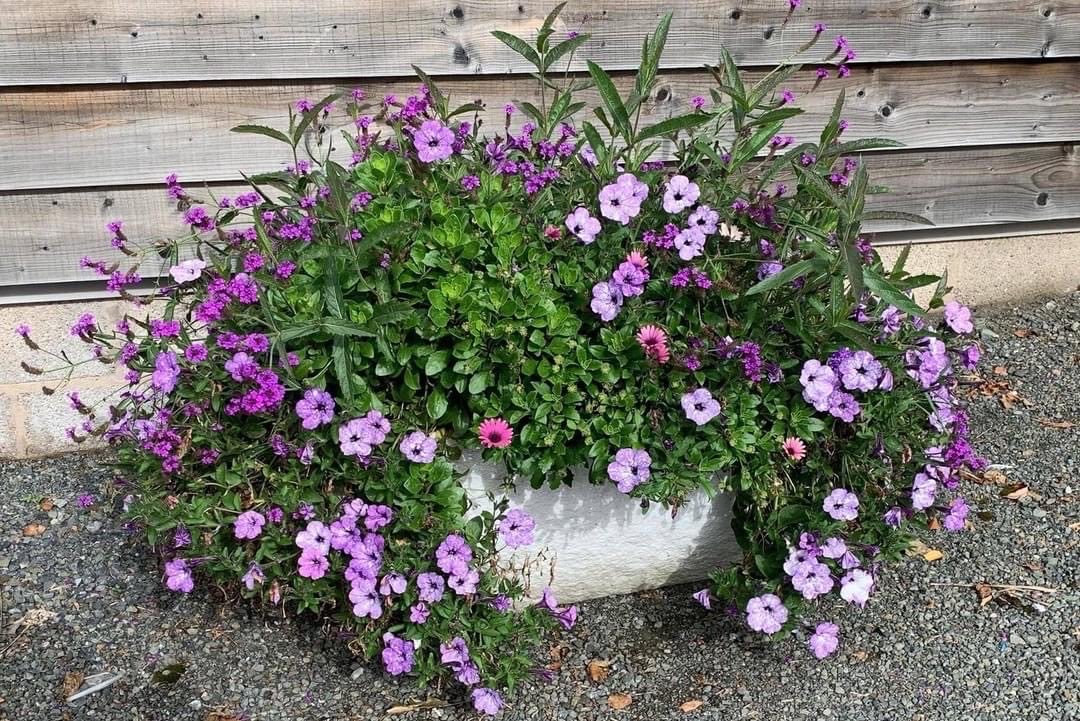 madleyplants's tweet photo. Looking for #mothersdaygift ideas? #herefordhour Please get in touch if you’d like a special container 💜 https://t.co/hwtcX81arv
