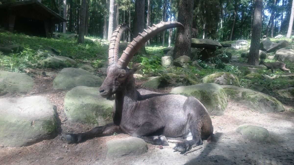 Ein wunderschönes Tier ❤ #GOAT𓃵 #giantgoat #animal #beautifulanimal #beautiful #NatureBeauty #longhorns #wunderschön #ziege #Schönheit #langehörner