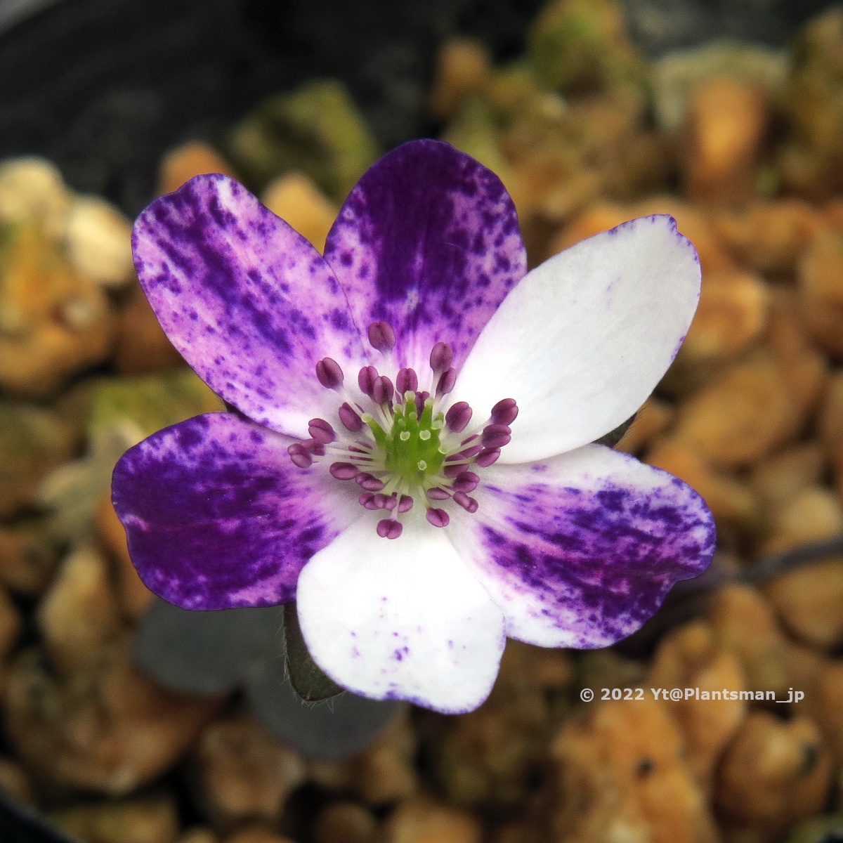 Plantsman_jp's tweet photo. #Hepatica nobilis var. japonica f. magna. A seedling.
なぜか標準花や二段咲きを選んでしまうのは、花弁の模様がよく見えるからだろうか。
#雪割草 #オオミスミソウ #宿根草 #花 #植物 #園芸 https://t.co/k3FyTXQDT2