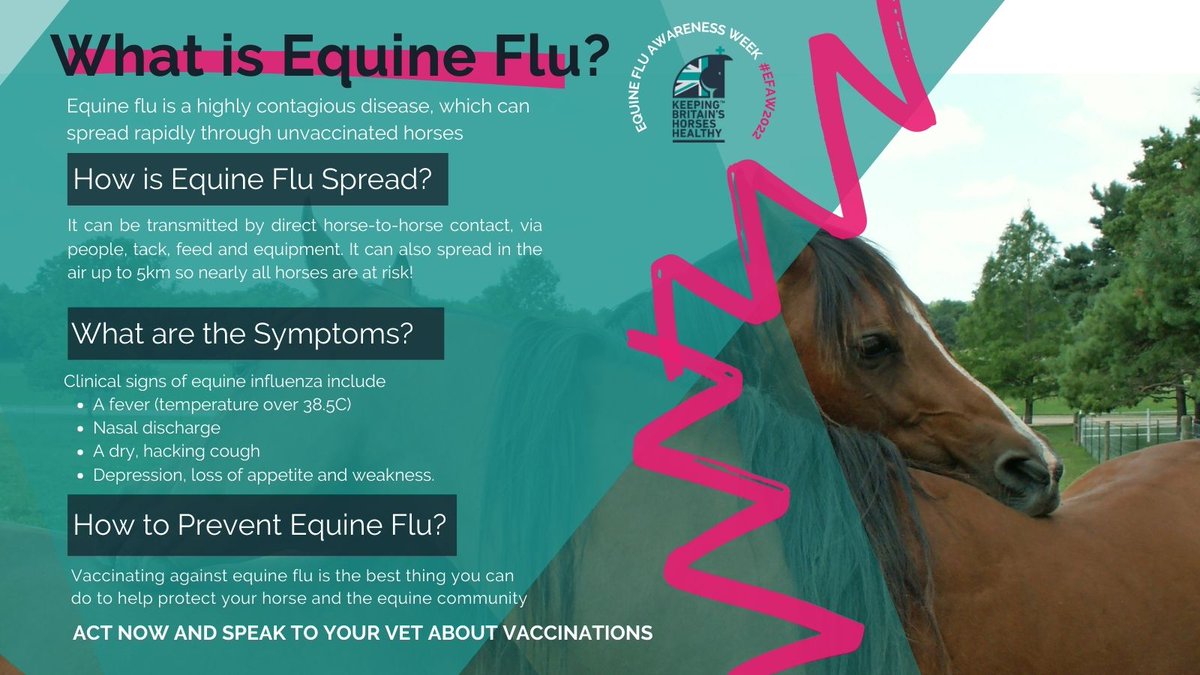 Rainbow Equine Hospital (@reh_vets) on Twitter photo 