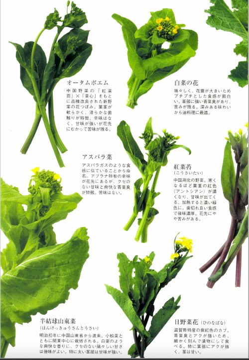 イナダシュンスケ もしも夢が叶うなら いつか東京ビッグサイトで 全国アブラナ科野菜ファンクラブ総決起集会 をやりたい Twitter