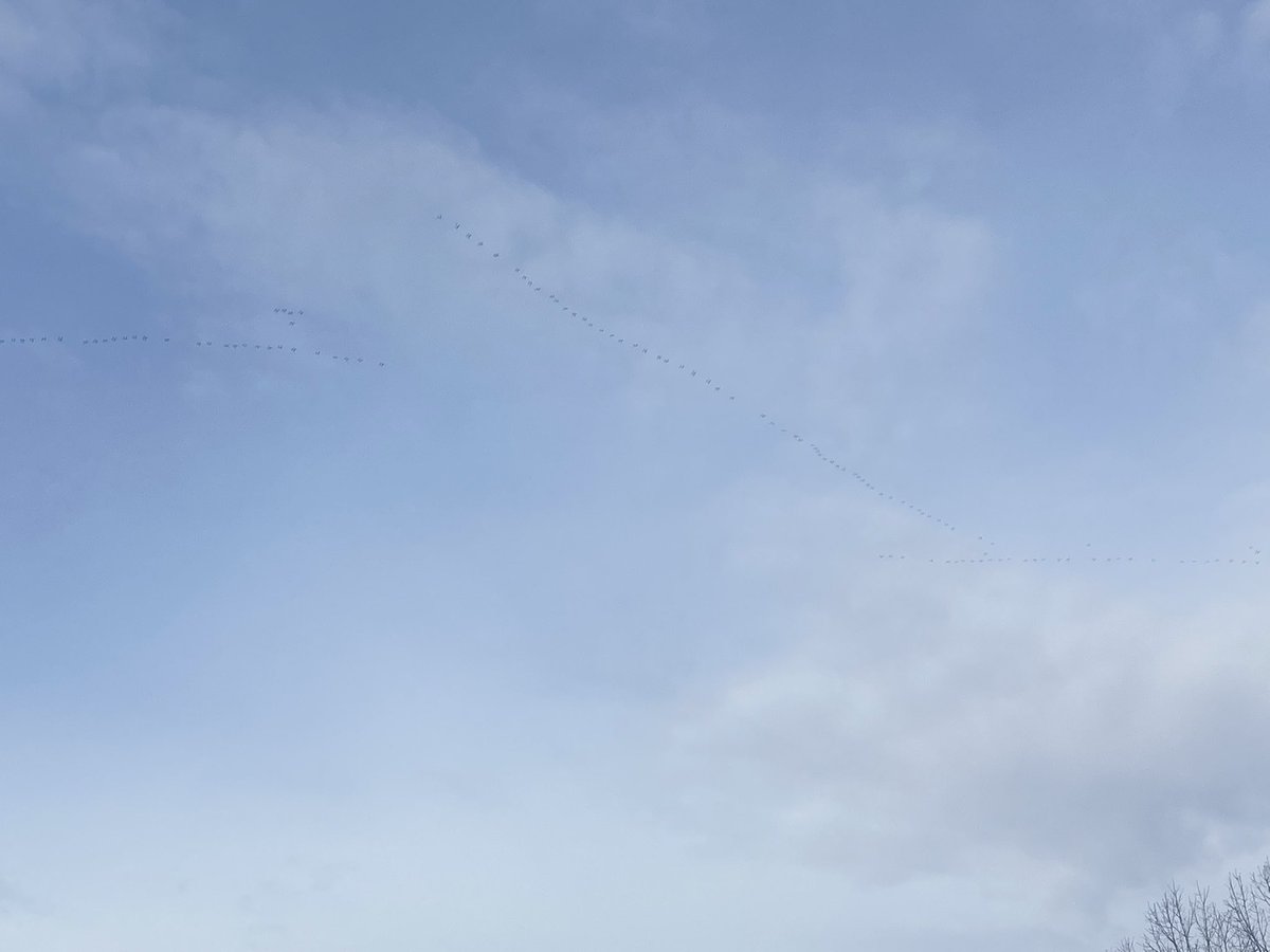 What’s that you ask? The geese. The geese are back in town. Winter? Thing of the past. Groundhogs a liar, a con artist. The geese know. You’d know, if you were outside. #getoutside #hashbrowns