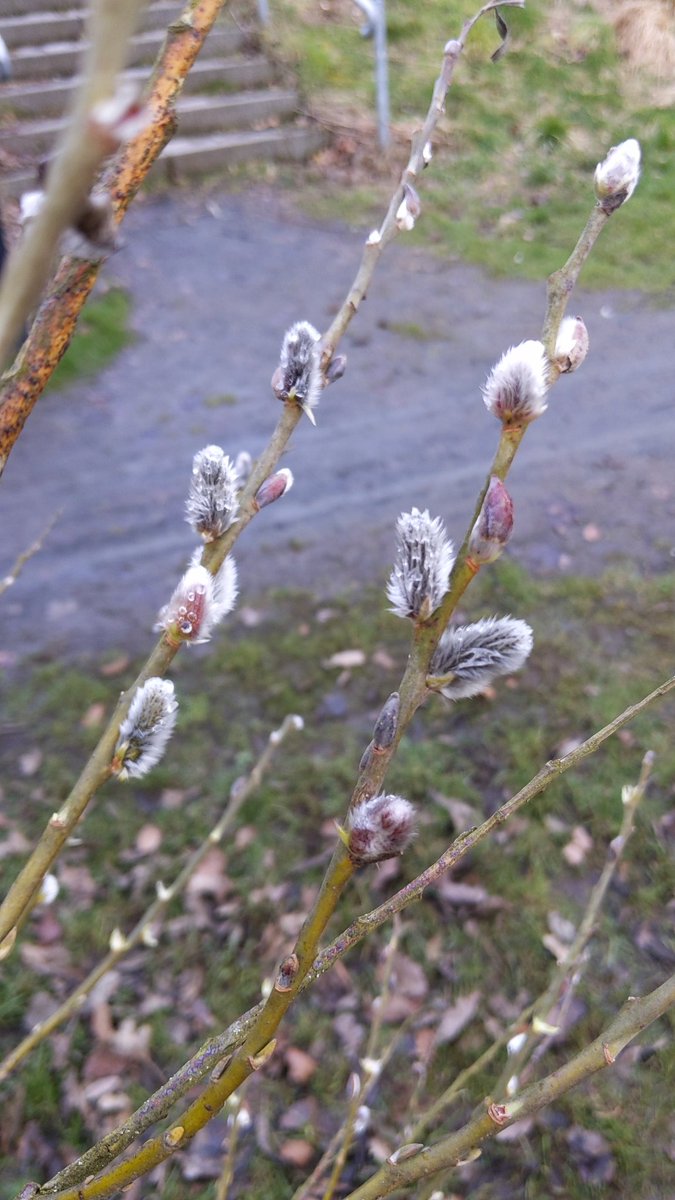 Samanthashouse4's tweet photo. Friday we explored our local park, "what are these Samantha, they look like tails"
We learned something new these are pussywillow 🌳🌱 #childminding #choosechildminding https://t.co/OaA7NtdAeE