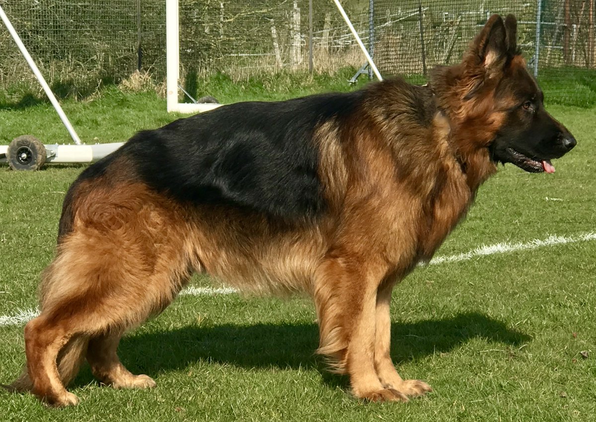 RayBates57's tweet photo. #TherapyDog Bowyer getting a bit of sun on his back, minutes after this he was in the school getting a huge fuss made of him by staff and children alike. #Lovesacuddle #Germanshepherd https://t.co/gFY0xmNMrU