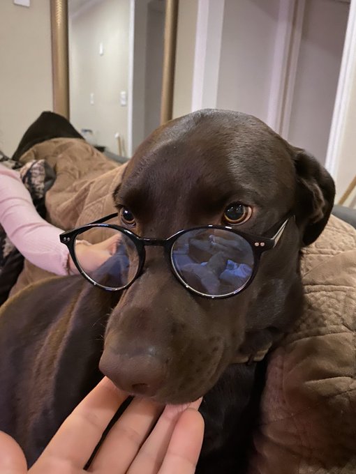 How cute is duke tho? ?? https://t.co/EyYh4DrRW8