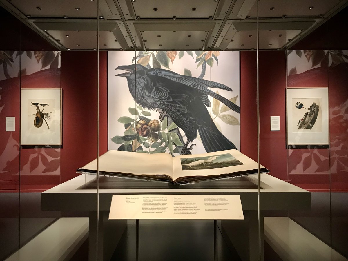 A bit of bird spotting at the weekend, fantastic! <a href="/NtlMuseumsScot/">National Museums Scotland</a> #BirdsofAmerica