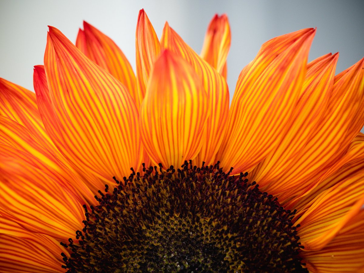 _monica_as's tweet photo. ππ»π
"No matter how
small or how little
light there is,
sunflowers
seek out the light
and hold their
heads high.
Be like them.
Always stand tall,
look for the light,
and spread seeds
of hope, love &
encouragement."
π· Rosie Kerr #UkraineSunflower https://t.co/rAjvpygj2Q