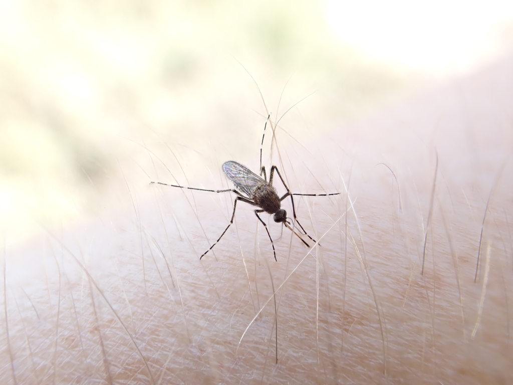 stephen_fricker's tweet photo. Another contribution to @MozzieMonitors #mozziemonth a female 'Aedes vigilax' from St Kilda, #SouthAustralia !
https://t.co/UGqsxcXQ1P
please help @LarissaBrazSous and upload yourπ¦ images to @inaturalist
@GSBioblitz #CitizenScience @MangrovesSt #publichealth https://t.co/UHGxO3Y10y