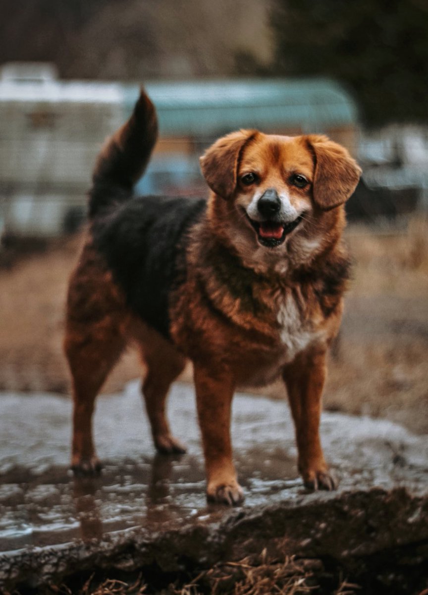 Appalachian Paws tweet media