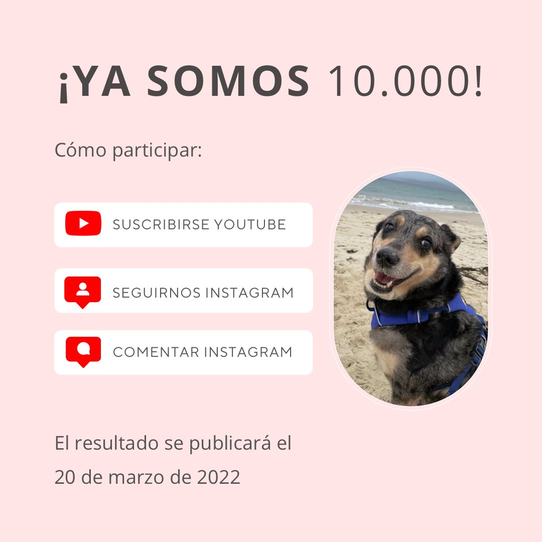 UlisesyArgos's tweet image. ¡En Instagram ya somos 10.000! 

Si quieres celebrarlo conmigo, pásate por mi perfil y únete al sorteo ¡con un montón de premios chulos! 🥳🥳🥳🥰🤍🐾

instagram.com/p/Cay4t7mIGX-/…