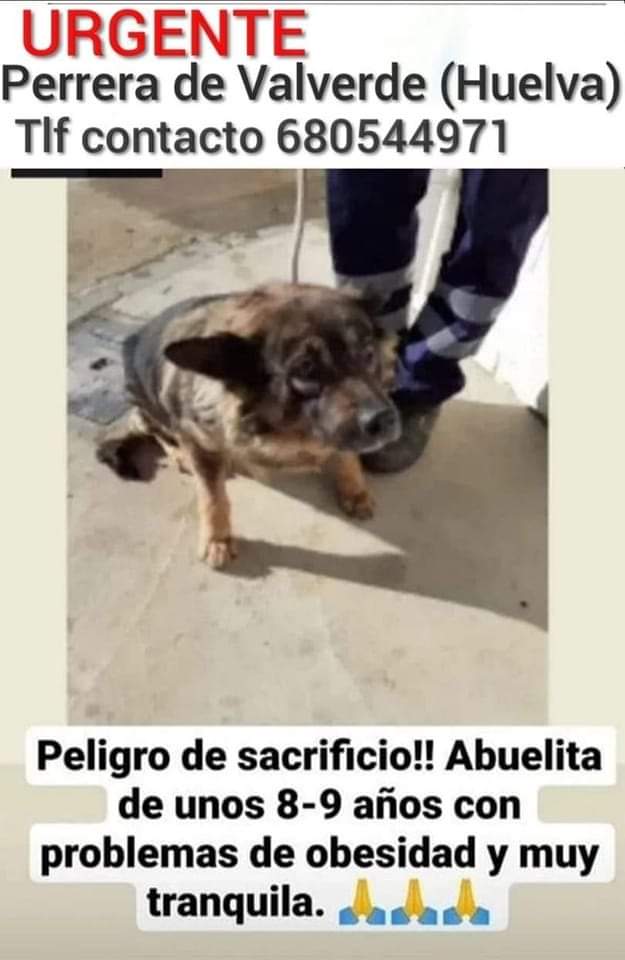 JakeClaverXg's tweet photo. Qué lástima, los años que ha vivido esta pobre habrán sido horribles para terminar en una perrera, muriendo allí sin haber vivido
😢
📢 📢 📢 📢 📢 📢 📢 https://t.co/amqC0UaNjD