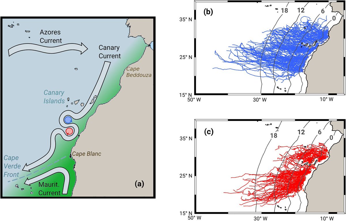 Ivy Frenger tweet media