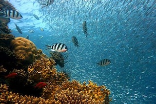 ambienteysoc's tweet photo. La ONU busca un nuevo tratado de protección del océano en alta mar.

La idea es actualizar la Convención sobre los Derechos del Mar (Convemar) que entró en vigor en 1994. El nuevo documento pretende regular actividades como la minería marina.

https://t.co/QxRjNXTleI https://t.co/yb8mVNY1IP