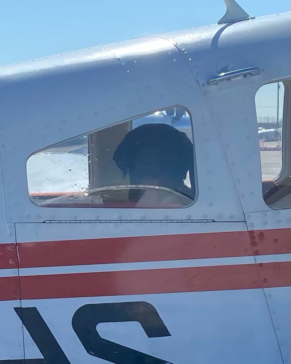 PilotsNPaws's tweet photo. Maisie hitched a ride to her new forever home this past week! Originally living at a kill shelter in TN, her future forever family fell in love with her through the shelter’s FB post. Thanks to Pilot Cameron &amp; shelter staff who helped Maisie get from TN to her new family in NC! https://t.co/KO9OAMwMa7