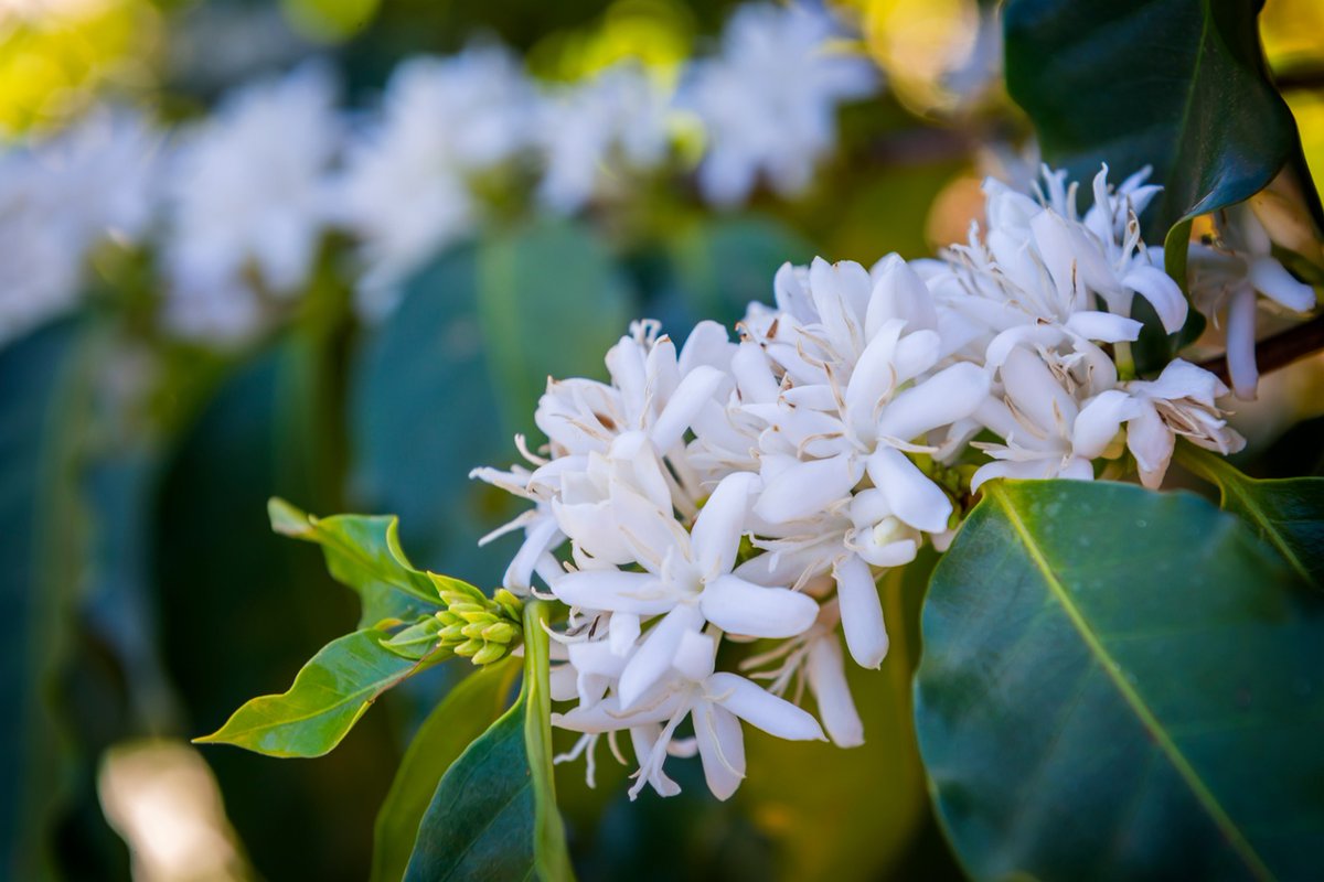 KauaiCoffeeCo's tweet photo. It's that time again - coffee blossom season is here! From late February to early May, coffee trees on the Kauai Coffee Estate erupt with delicate and fragrant white blossoms. Learn more about these fascinating flowers and plan a trip to see them in bloom! https://t.co/HBWMH5Kw0O https://t.co/N8n0LRMknW