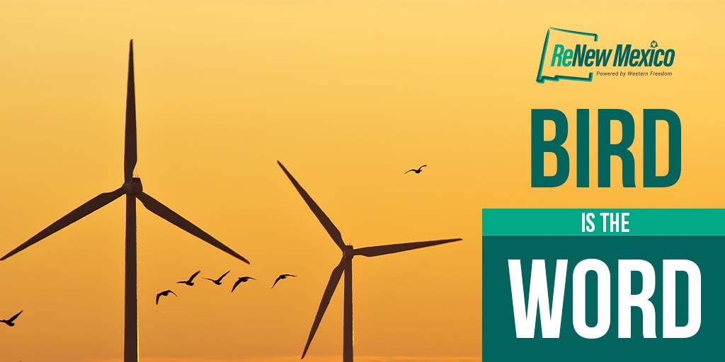 Re_NewMexico's tweet photo. To reduce the environmental impact of wind energy, rigorous wildlife surveys are completed in the area prior to development. We remain dedicated to making our world a better place through sustainable energy alternatives that protect birds and other wildlife. 
#windenergy https://t.co/9YHTGhZand