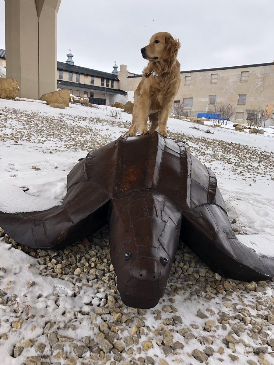 darbijothegoldn's tweet photo. Just call me Idgie, The Dermochelys Coriacae Conqueror! BOL!
I found this Leatherback Turtle sculpture, Momma says Iโm a beast! ๐คฃ๐๐คฃ๐ #toughturtle https://t.co/INSSvGvmw2