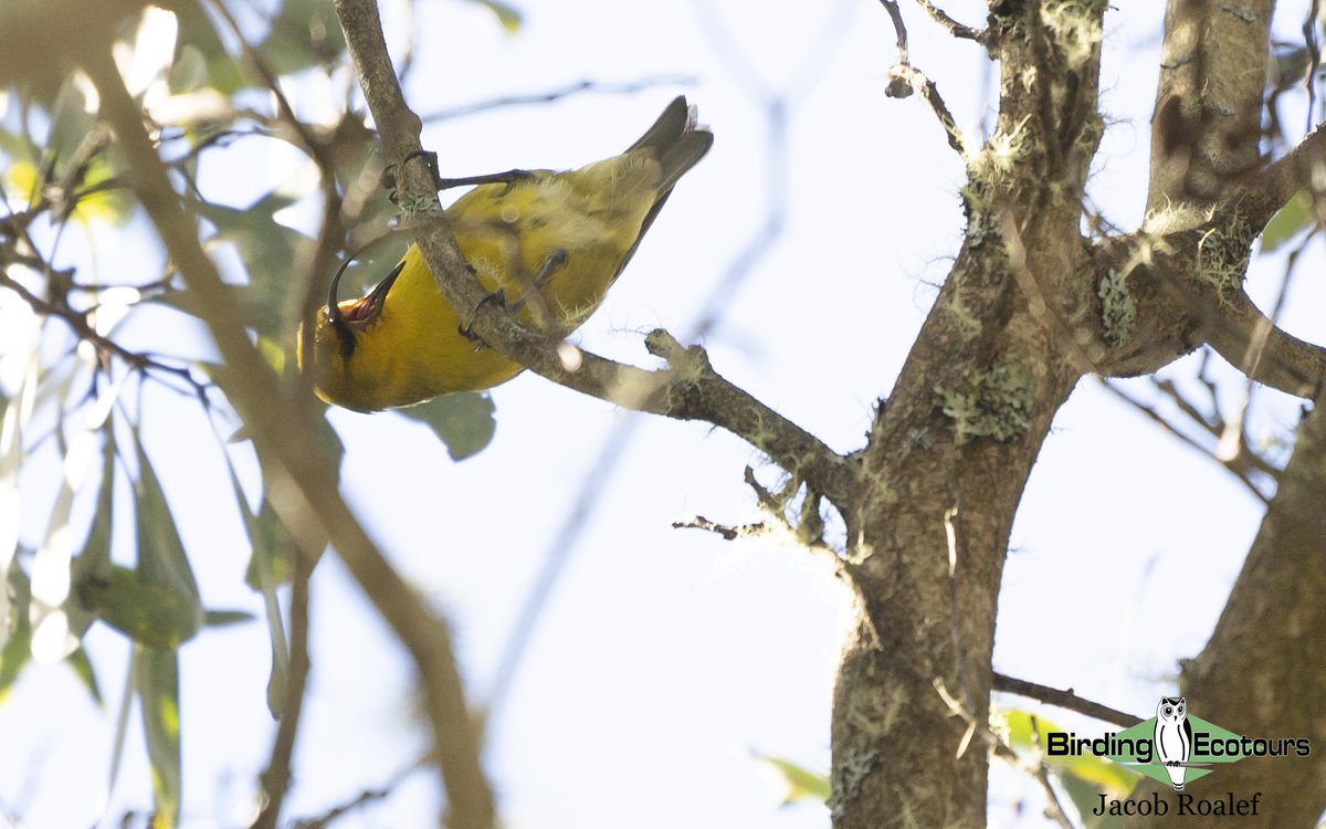 BirdingEcotours's tweet photo. One of the world's most unique birds, the endangered ‘Akiapola‘au fills the niche of the woodpecker on Hawaii's Big Island.
Check out our future tour offerings for a chance to see Aki and many other Hawaiian species: https://t.co/LkISGS4ita https://t.co/zNTogWttRH