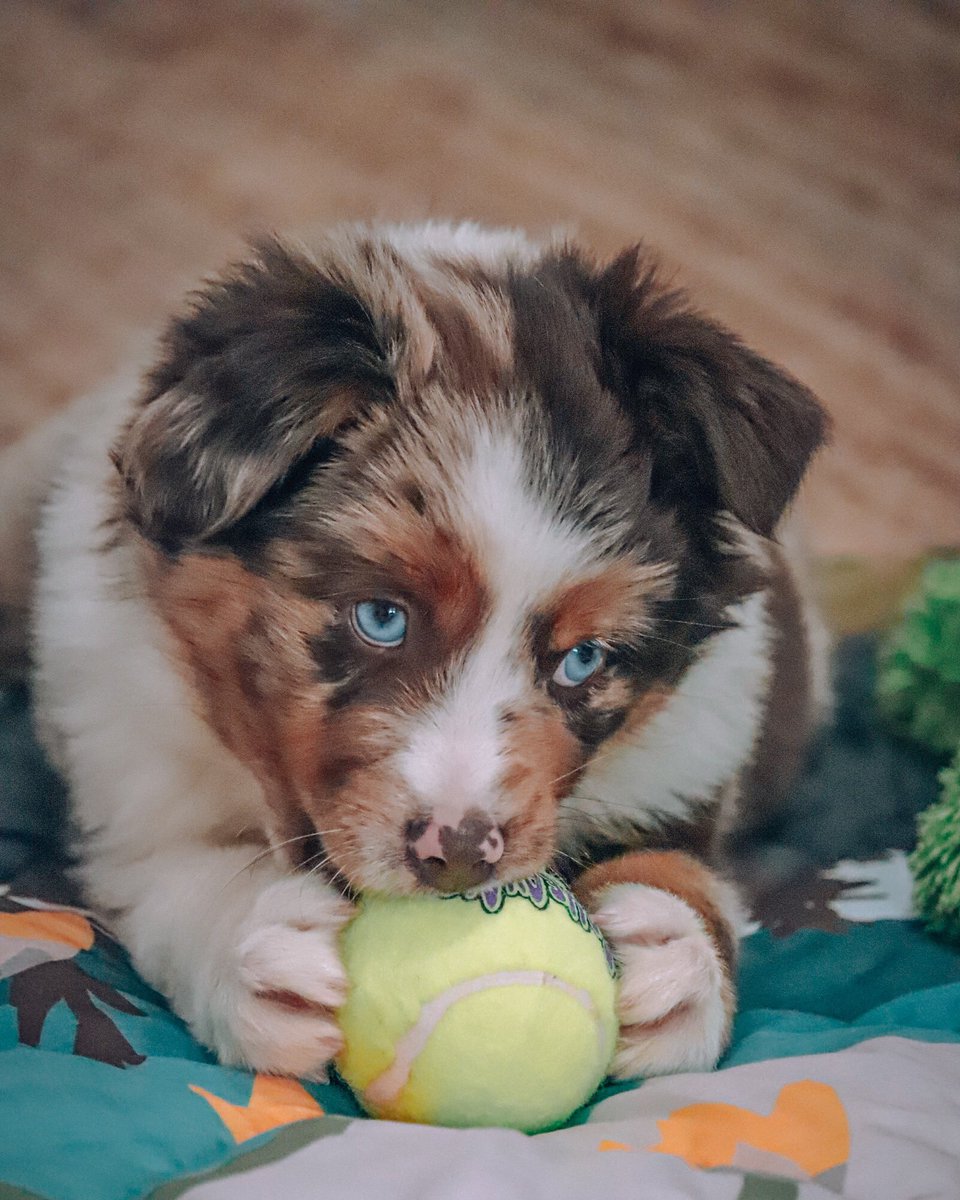 OleRed_Nash's tweet photo. Good morning everyone! Meet my baby brother, Niko 😅 https://t.co/MyCyEJLLGu