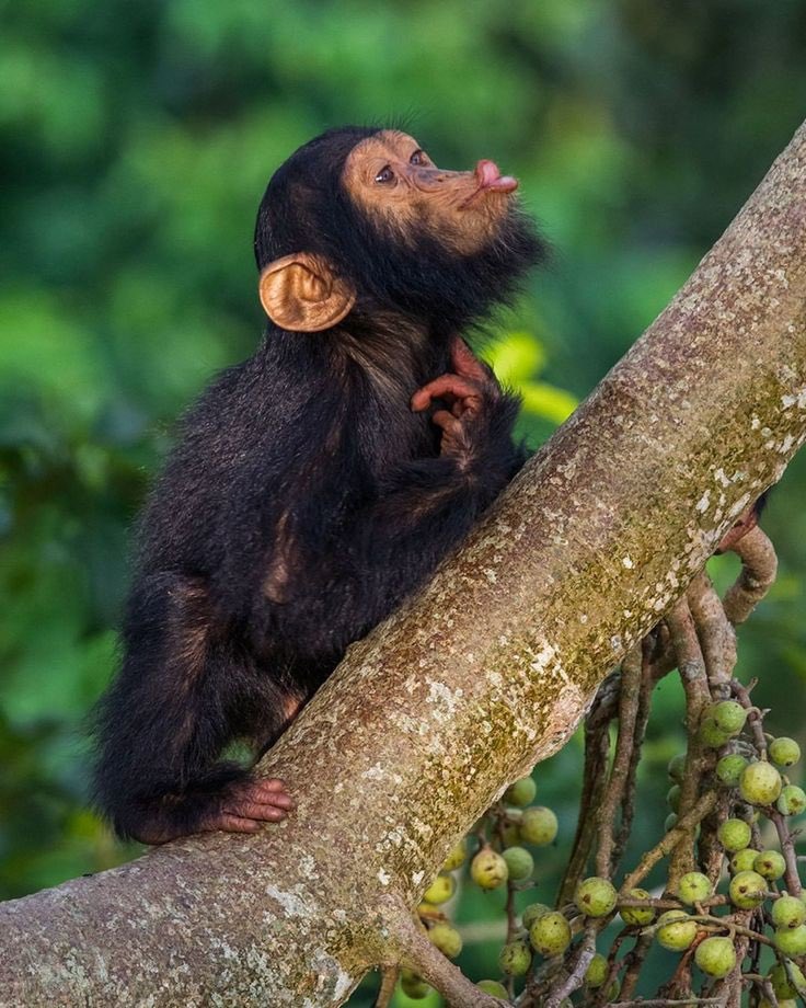 Kinyanyatours's tweet photo. With travel restrictions lifted in Uganda, everyone is looking forward to exploring our beautiful country again. If you or your group are looking to explore Uganda, Contact our expert team for help💯. 
#traveling #wildlife 
Email: kinyanyatours0@gmail.com https://t.co/wGtSA6NAIH